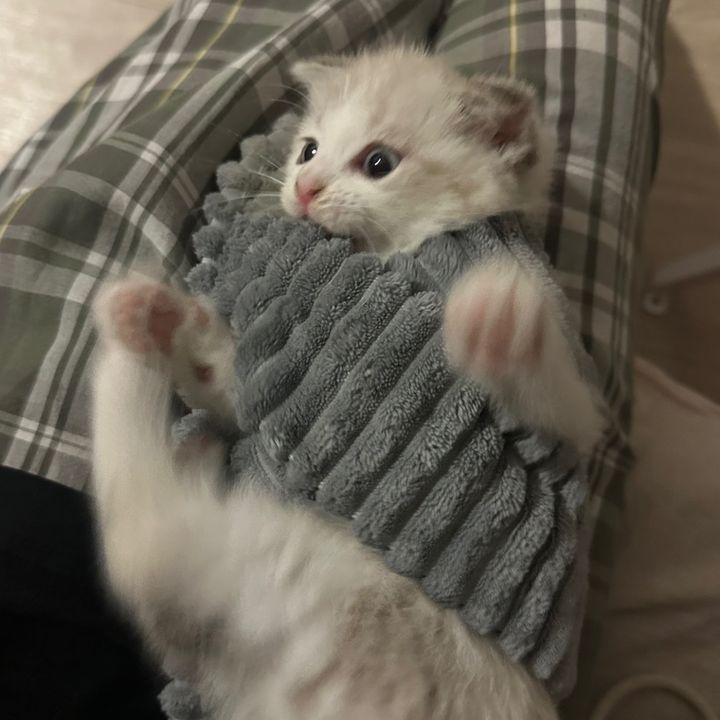 meoww_miaa