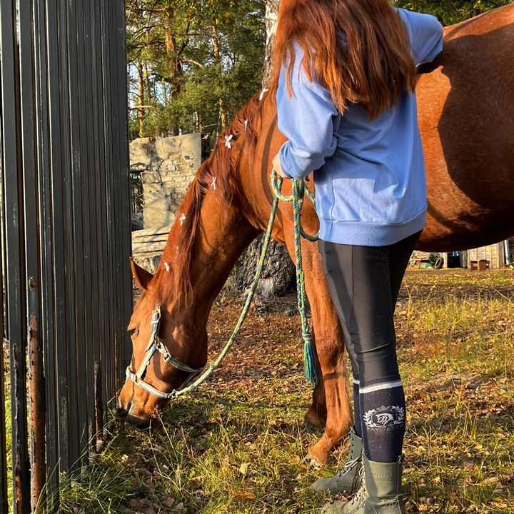 horse0748