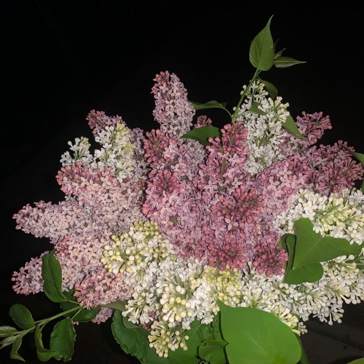 davletova97
