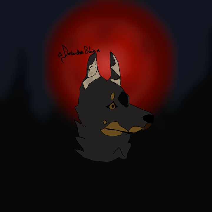beauceronblack3