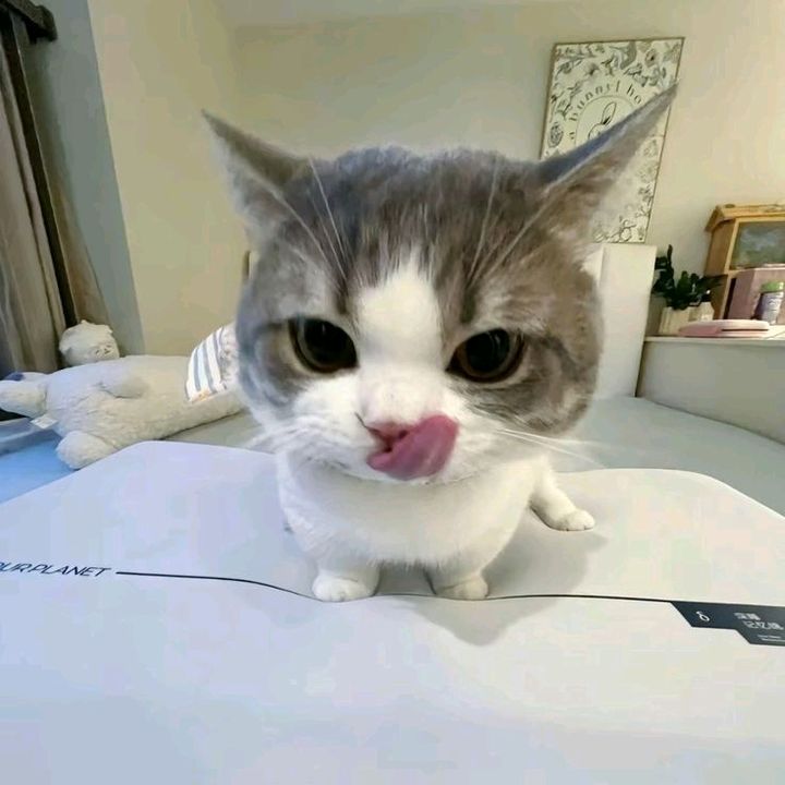 shaaa.ajahhh
