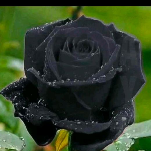 asmi__lonare__95