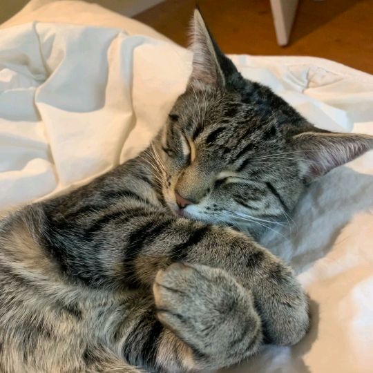 phoebeinwonder