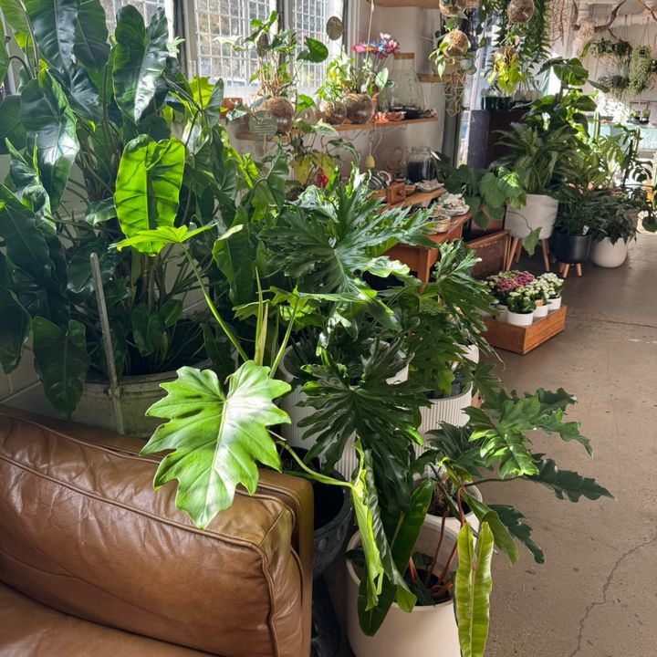 theplantbunker_brisbane
