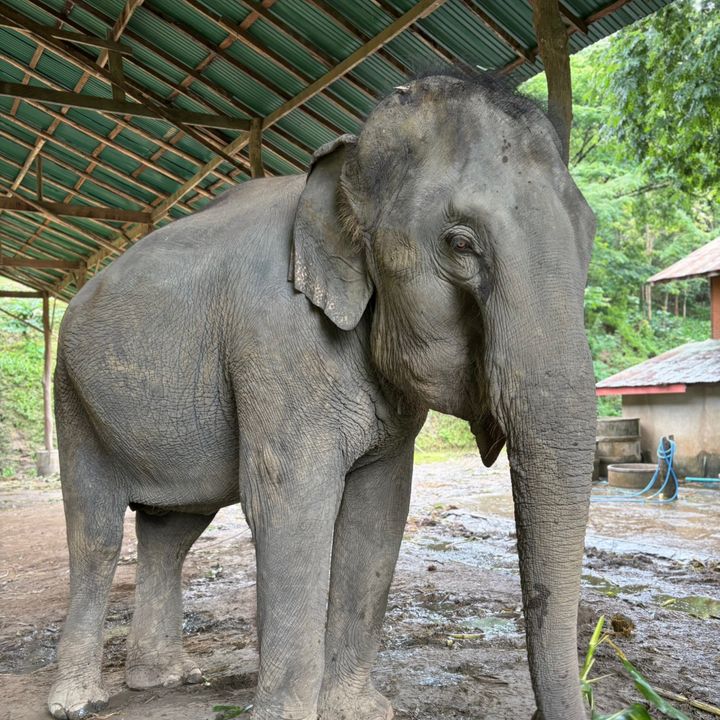 elephantlovejapanese
